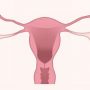 utero, vagina, regla, menstruacion, sostenible, compresas, tampones, esponjas, bragas, copa menstrual, mujeres, feministas, mujeres en lucha, sangrado libre